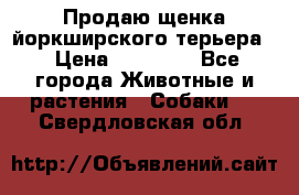Продаю щенка йоркширского терьера  › Цена ­ 20 000 - Все города Животные и растения » Собаки   . Свердловская обл.